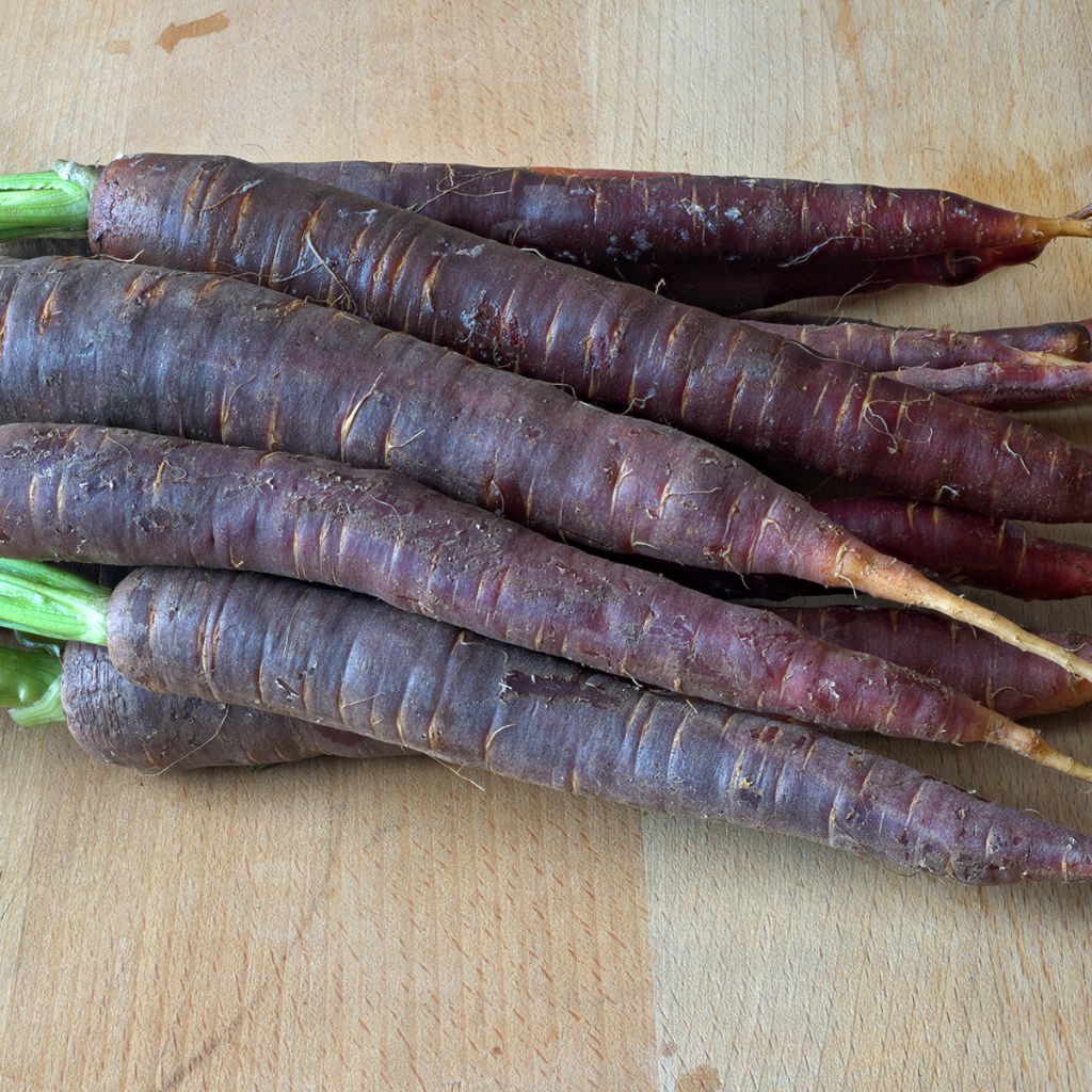 Carrot Purple Haze F1