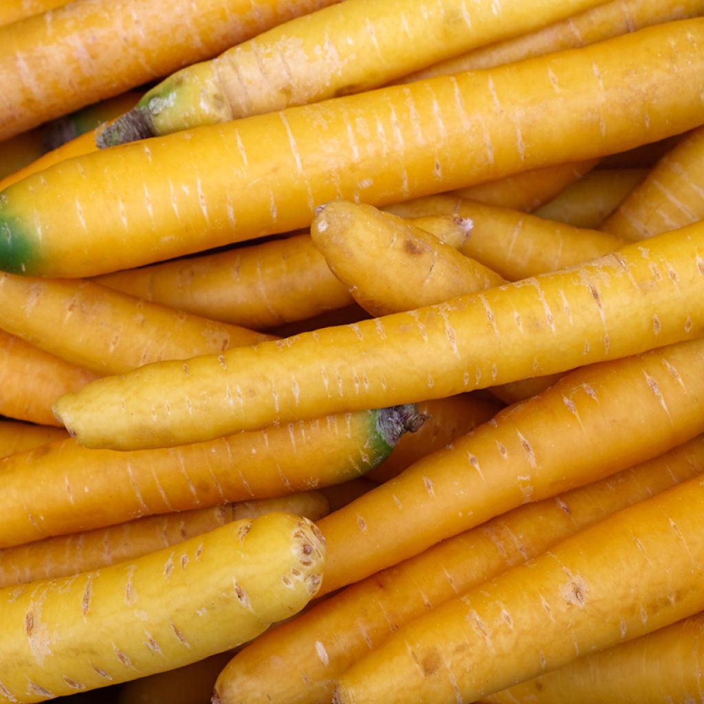 Carrot Solar Yellow Untreated - Ferme de Sainte Marthe Seeds