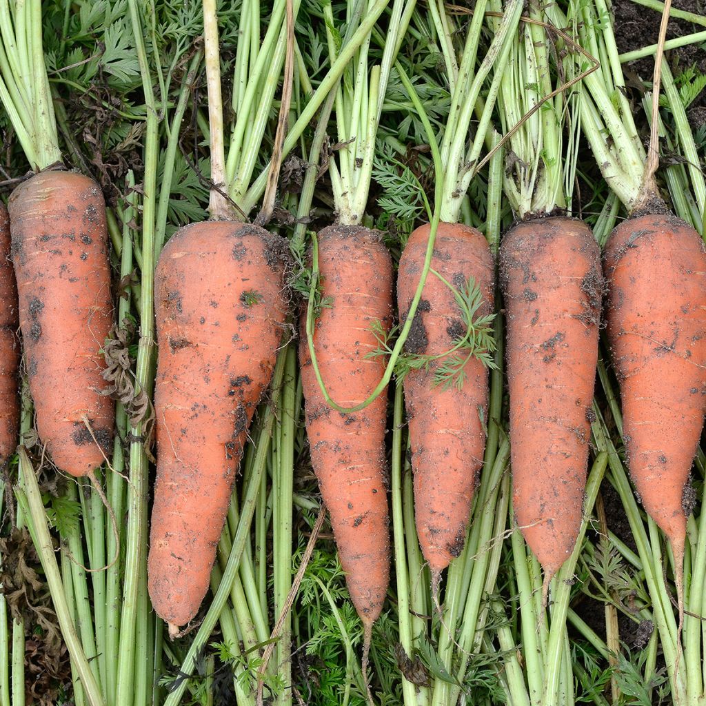 Carrot Colmar à Coeur Rouge - Daucus carota