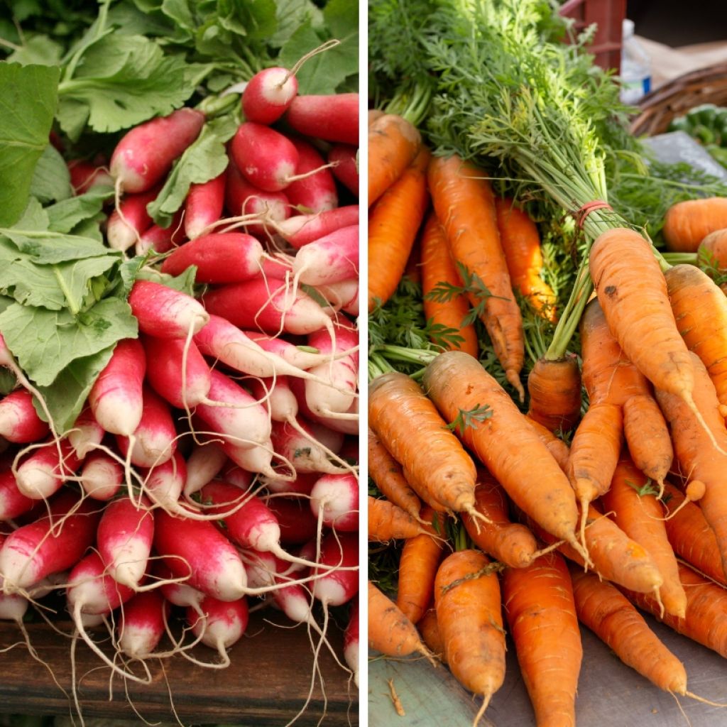 Radish and Carrot Mix (De 18 Jours, Nantes 2) - Ferme de Sainte Marthe Seeds