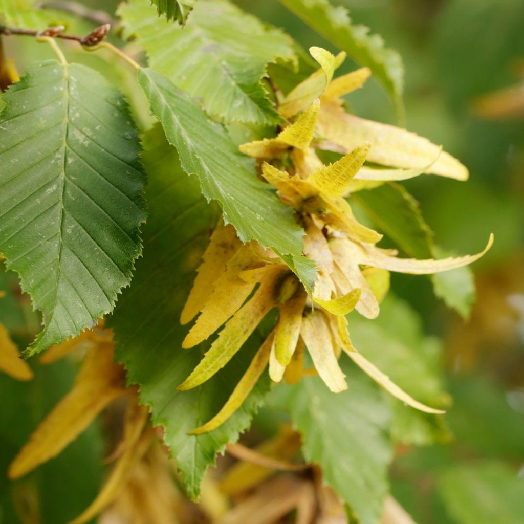 Carpinus betulus - Hornbeam