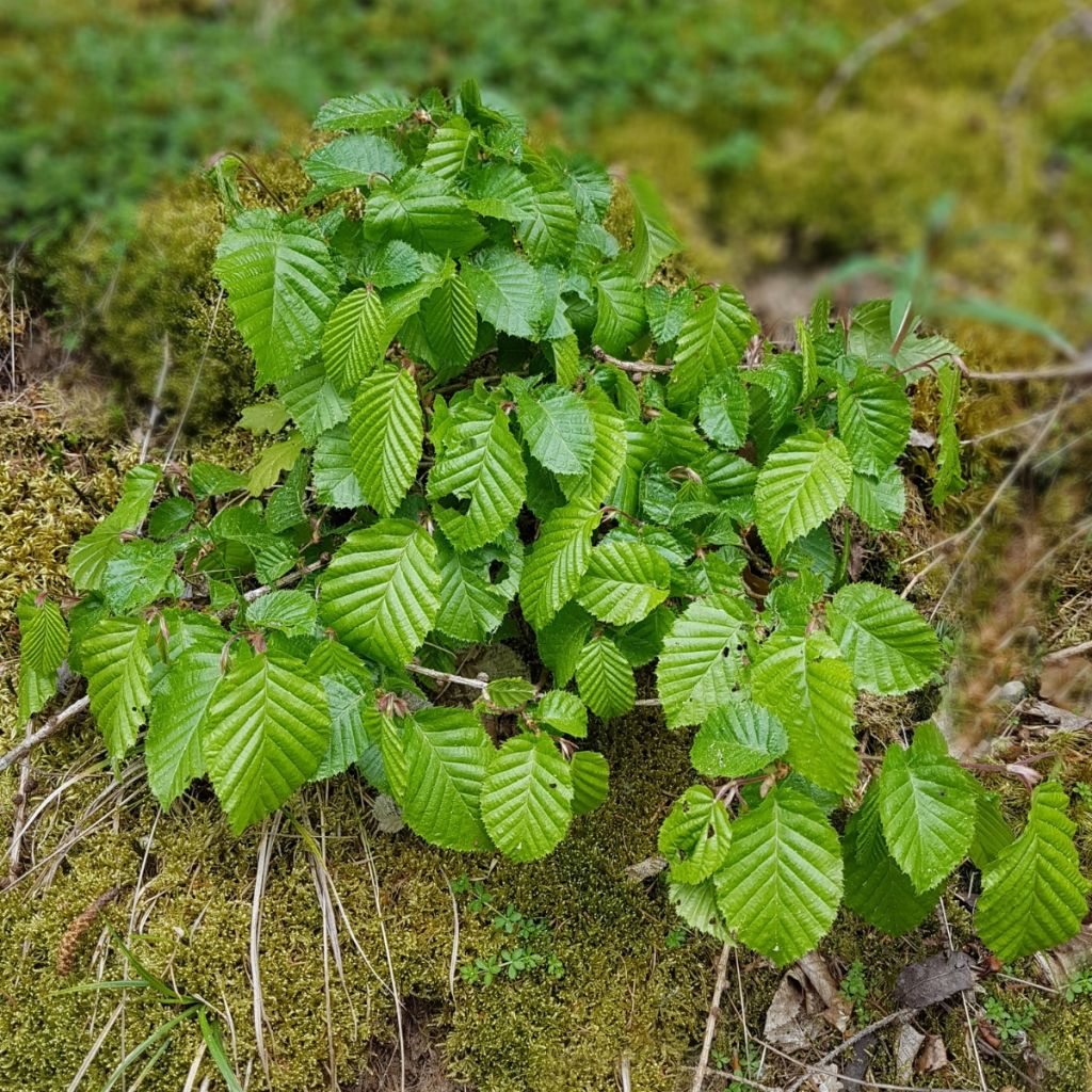 Carpinus betulus - Hornbeam