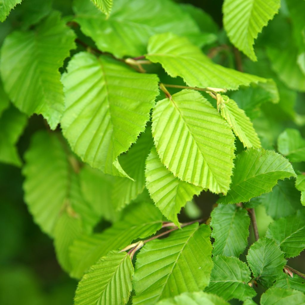 Carpinus betulus Fastigiata - Hornbeam