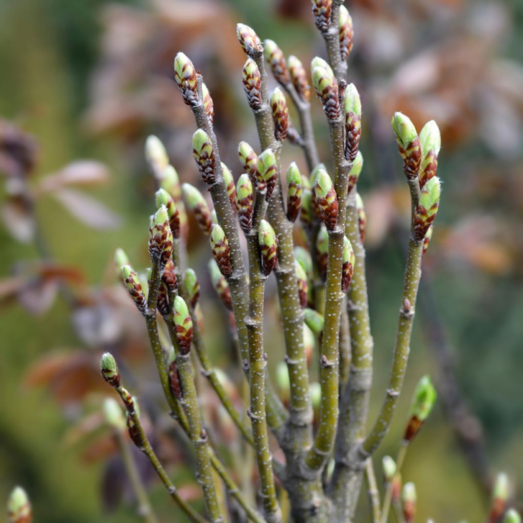 Carpinus betulus Monumentalis - Hornbeam