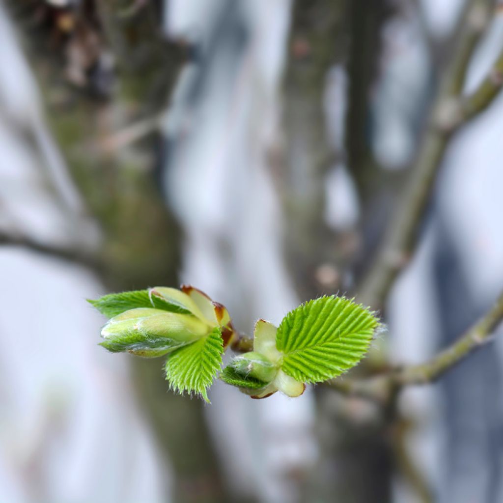 Carpinus betulus Monumentalis - Hornbeam