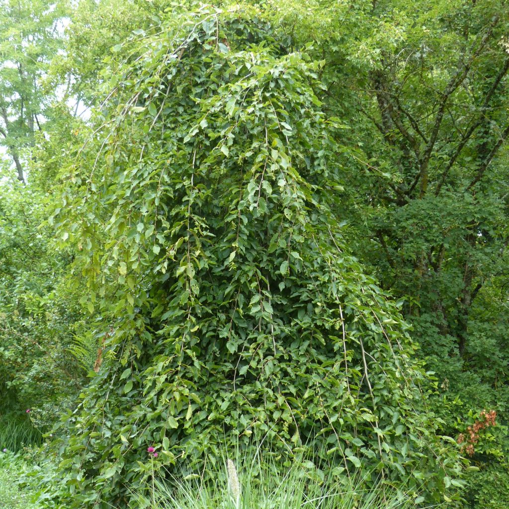 Carpinus betulus Pendula - Charme commun pleureur