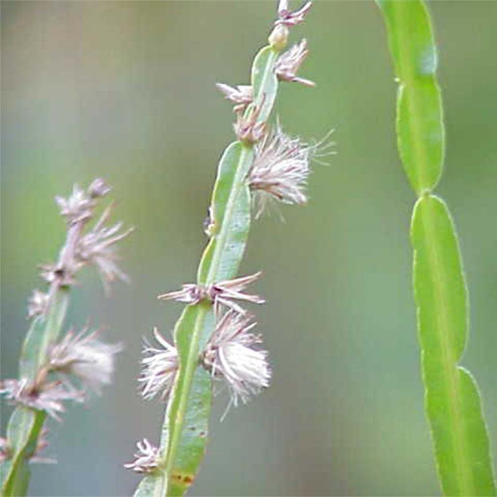 Baccharis genistelloides