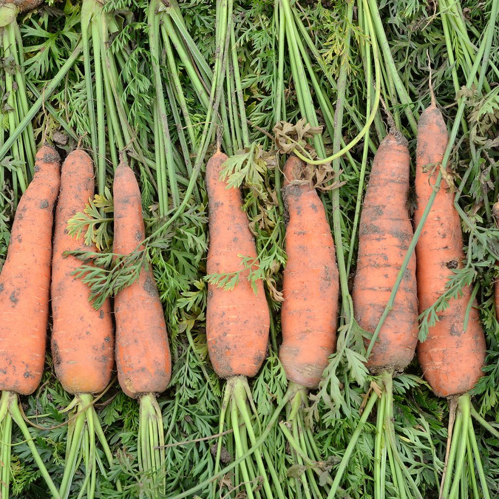 Carrot Nantes 3 - Ferme de Sainte Marthe seeds