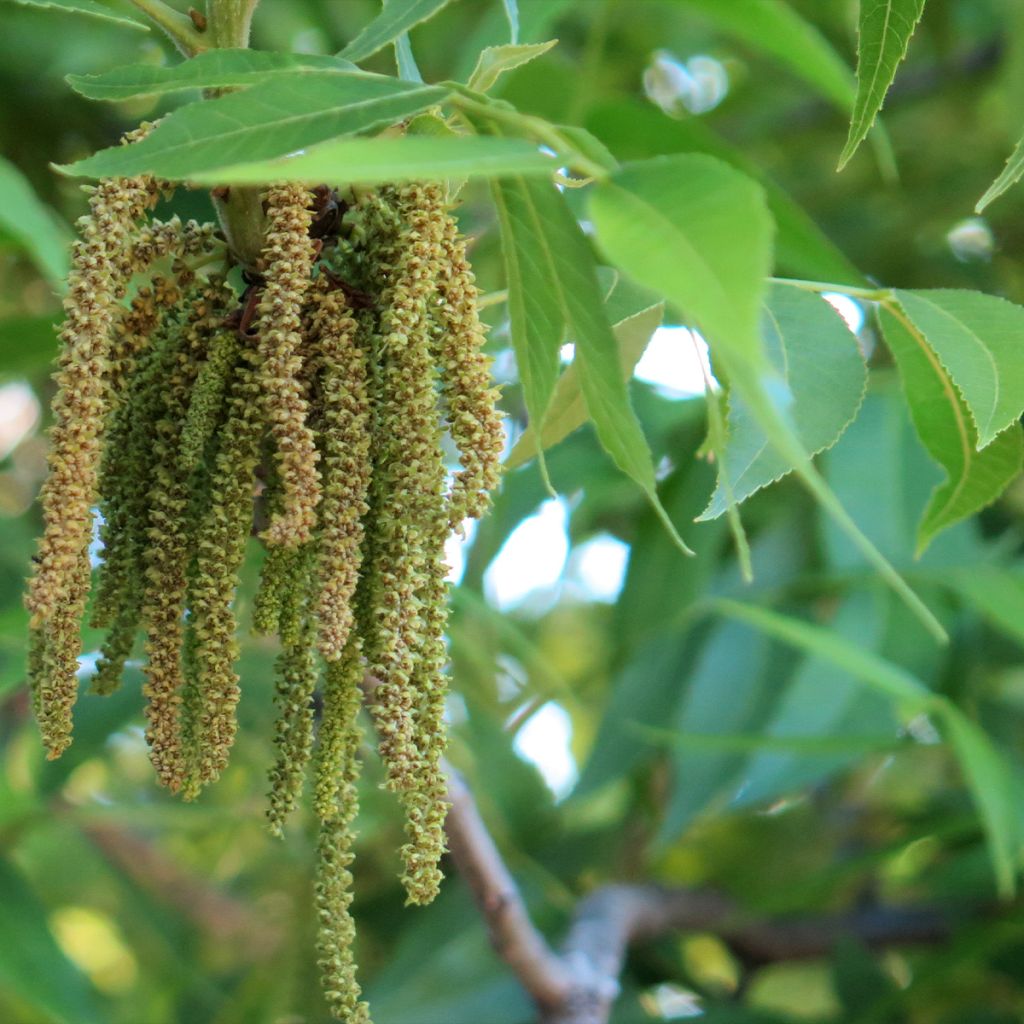 Carya illinoinensis Delmas - Pecan Tree