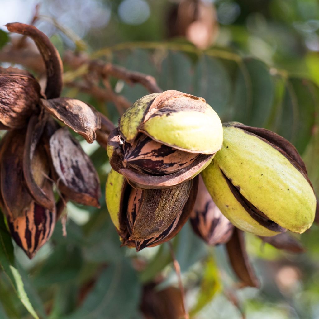 Carya illinoinensis Delmas - Pecan Tree