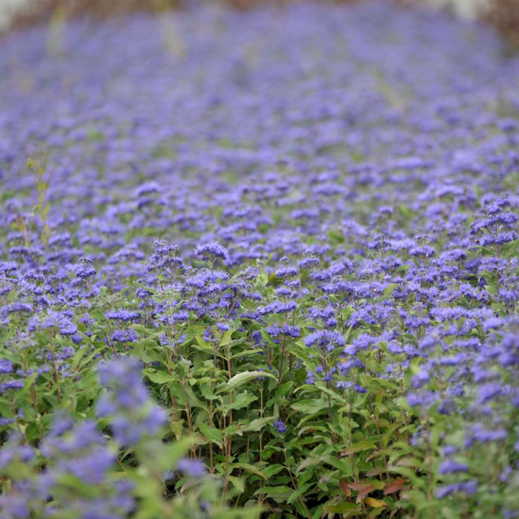 Caryopteris clandonensis Grand Bleu - Bluebeard