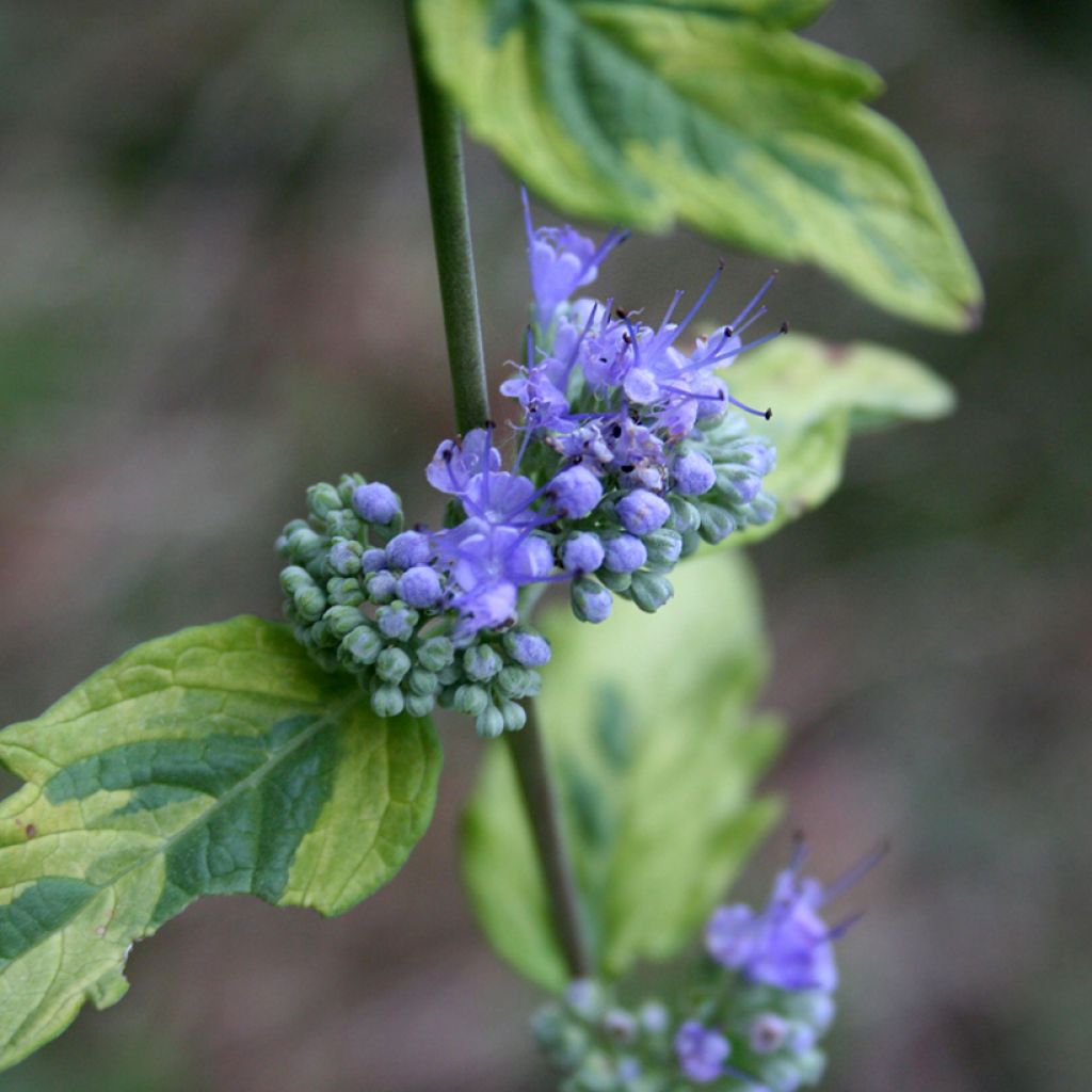 Caryopteris clandonensis Summer Sorbet - Bluebeard