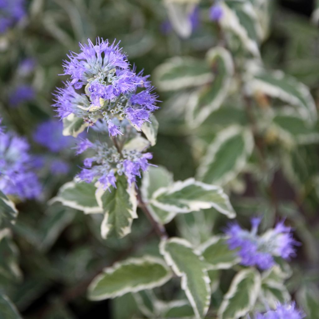 Caryopteris clandonensis White Surprise - Bluebeard