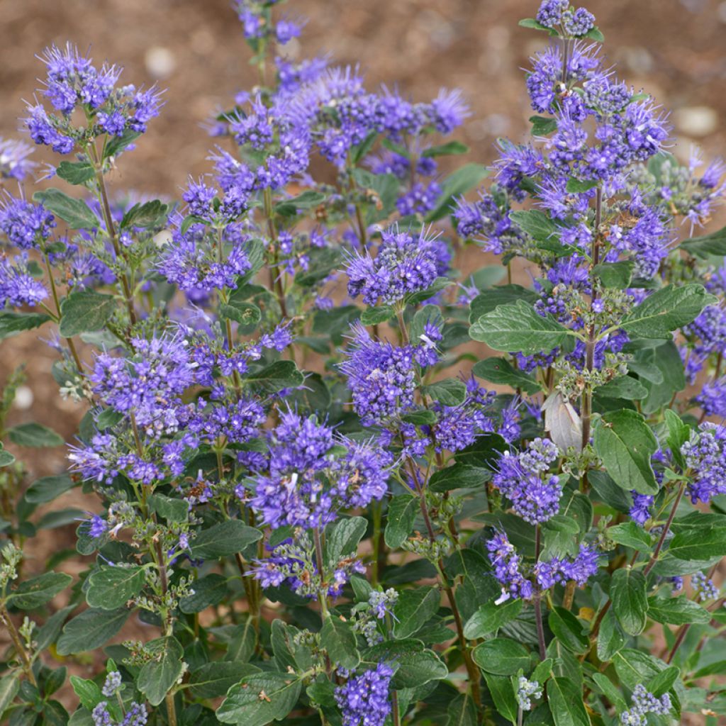 Caryopteris clandonensis Beyond Midnight - Bluebeard