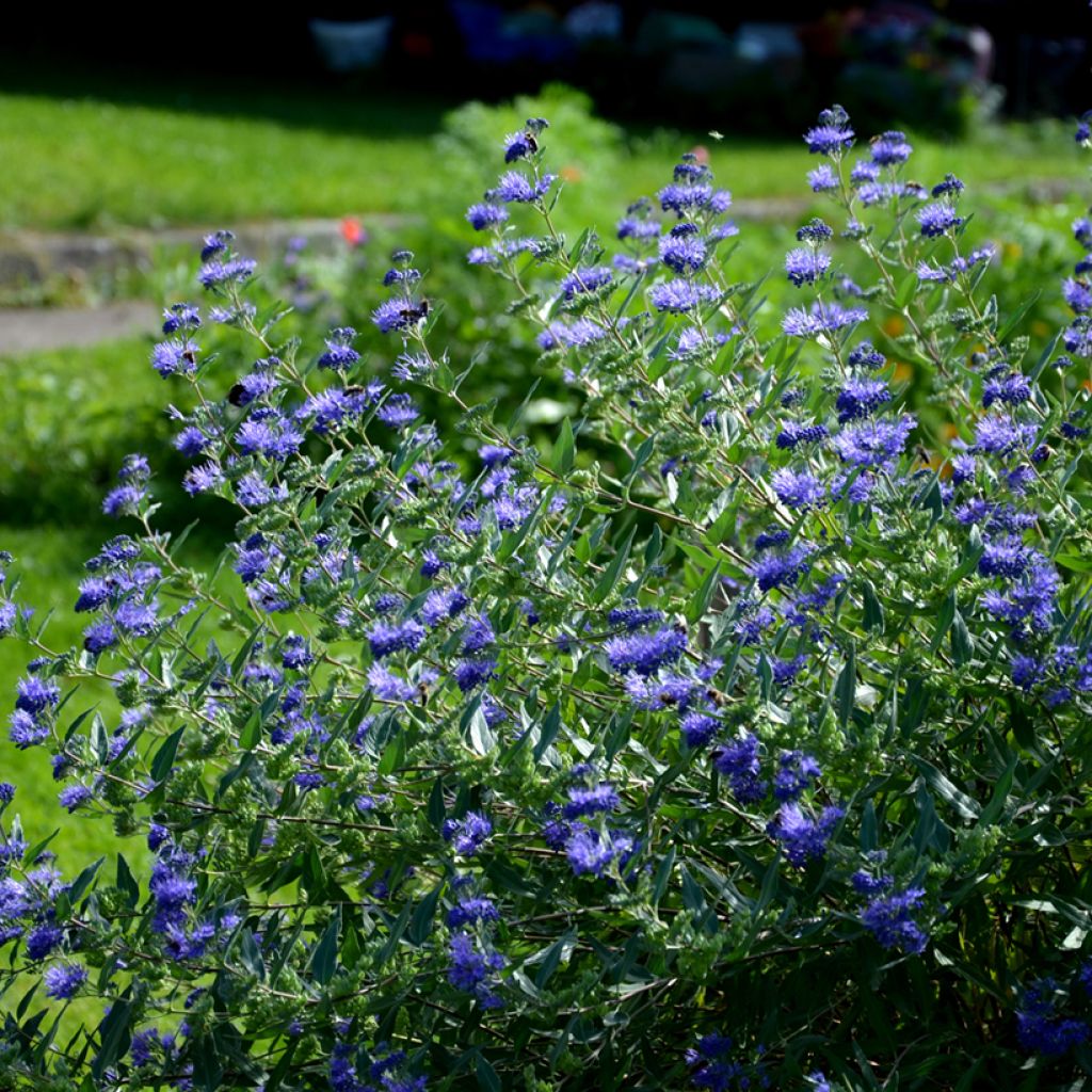 Caryopteris clandonensis Heavenly Blue - Bluebeard