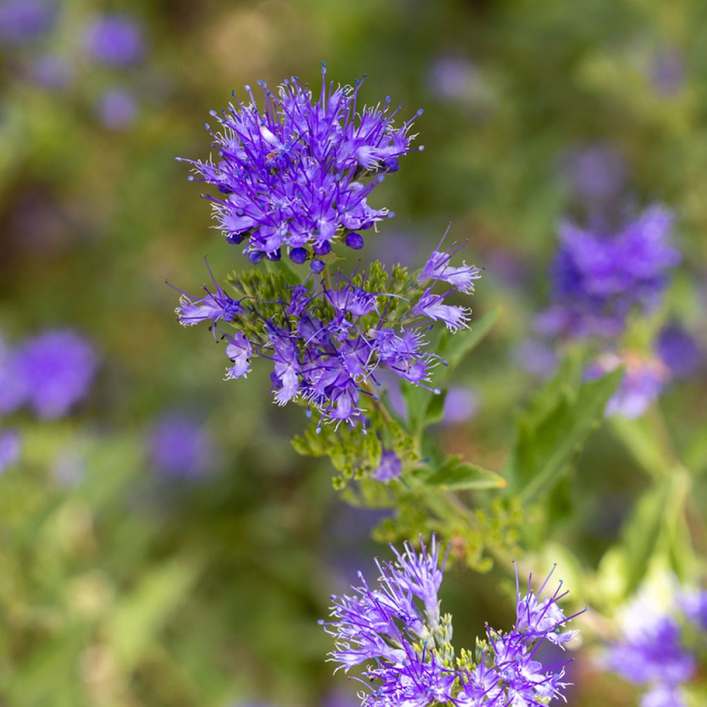 Caryopteris x clandonensis Kew Blue - Bluebeard