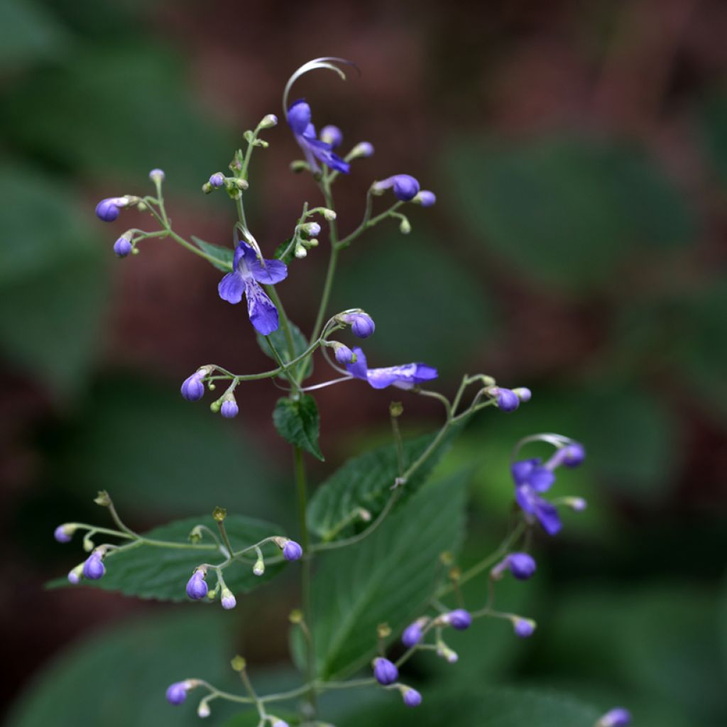 Caryopteris divaricata