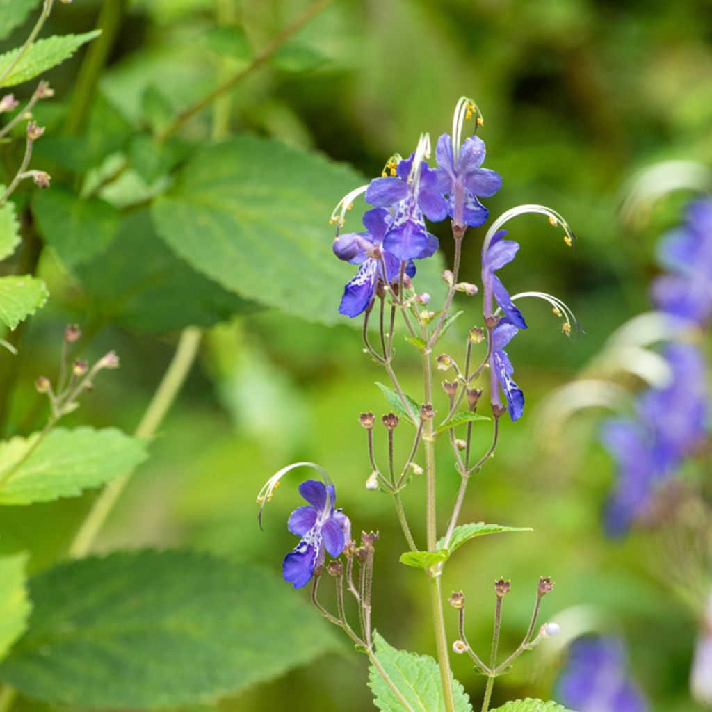 Caryopteris divaricata