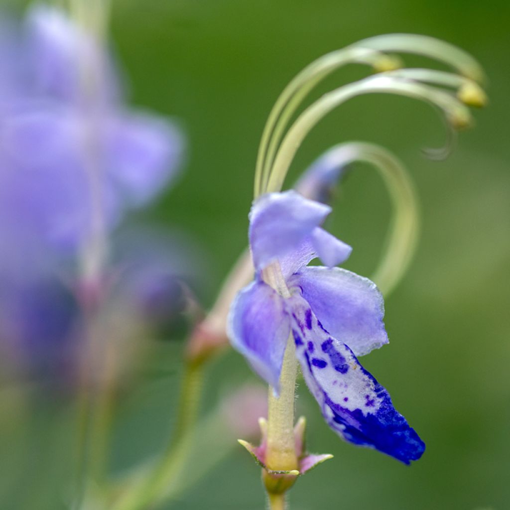 Caryopteris divaricata