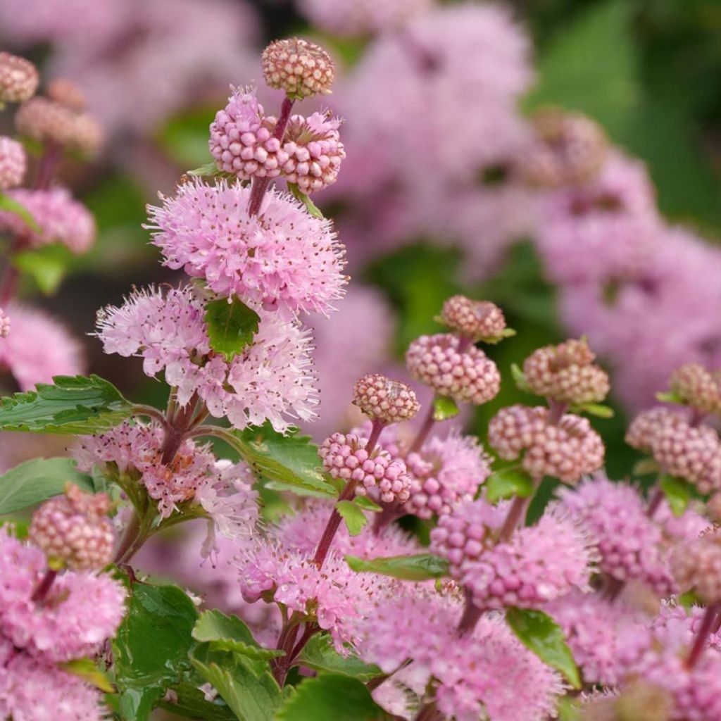 Caryopteris clandonensis Camara Pink - Bluebeard