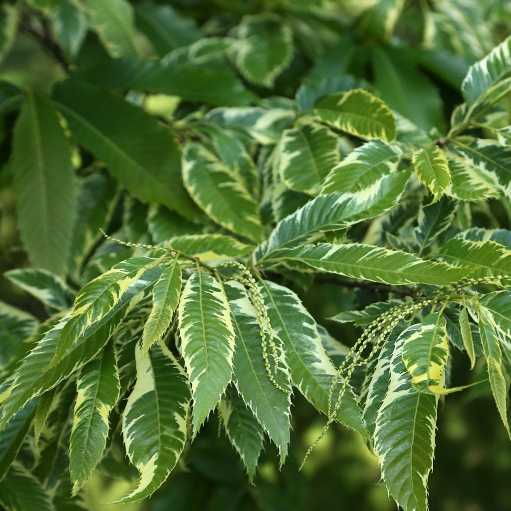 Common Chestnut - Castanea sativa Albomarginata