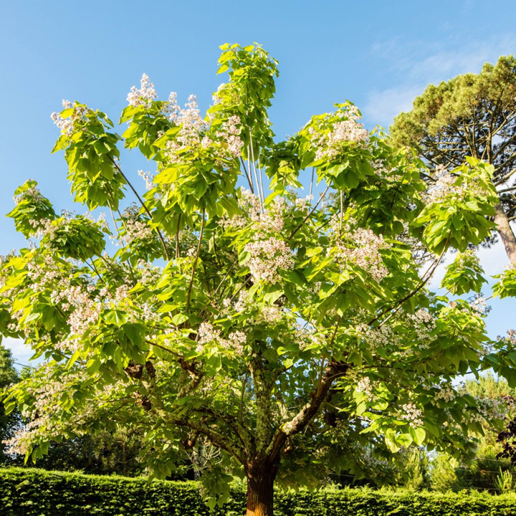 Catalpa bignonioides Aurea