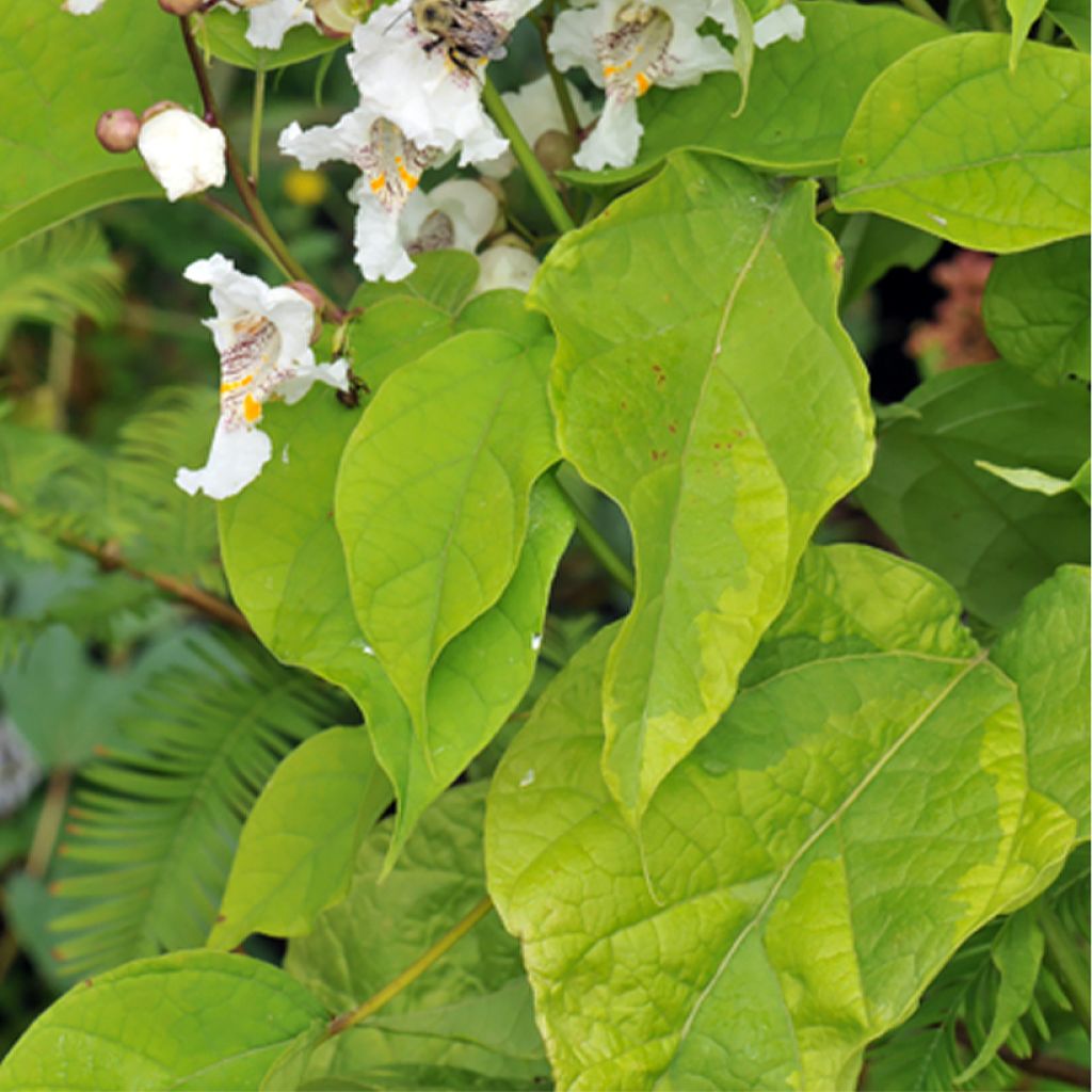 Catalpa bignonioides Variegata - Indian Bean Tree