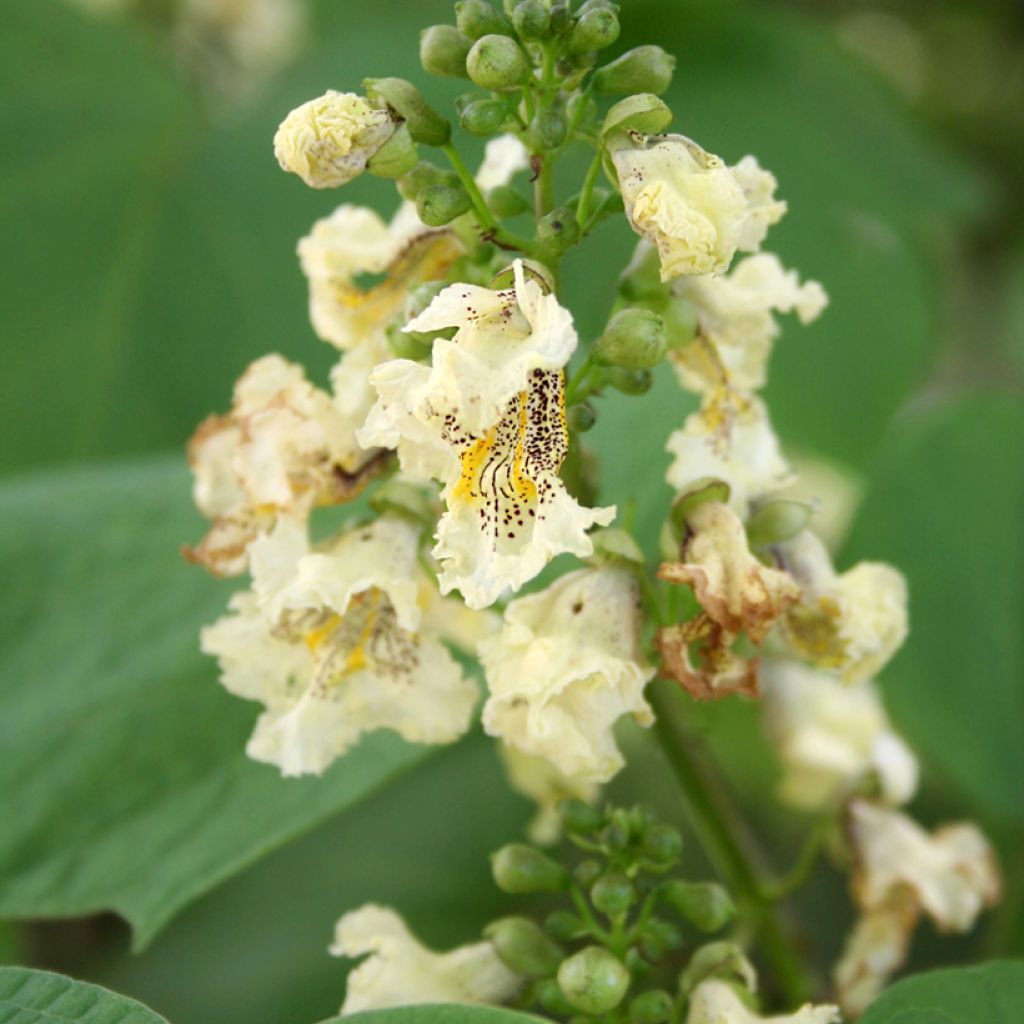 Catalpa ovata Slender Silhouette - Chinese catalpa