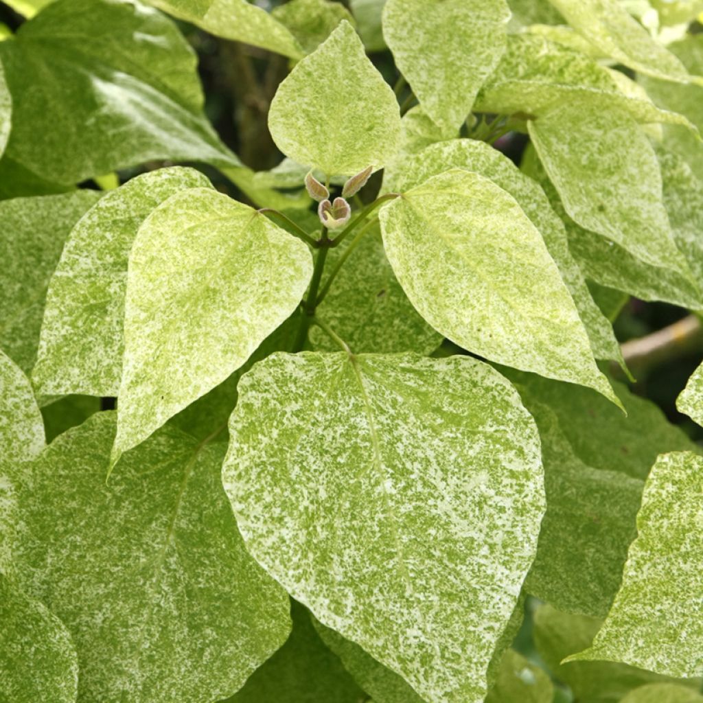 Catalpa speciosa pulverulenta