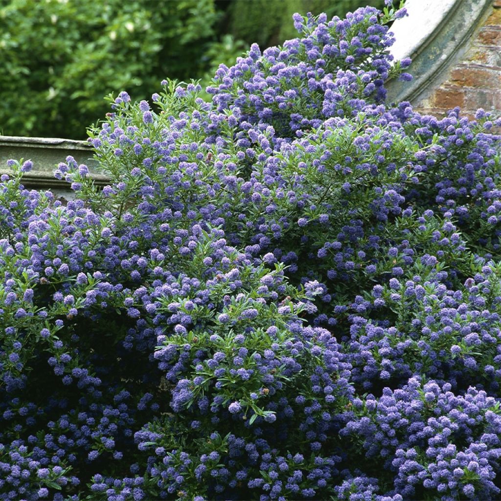 Ceanothus Autumnal Blue