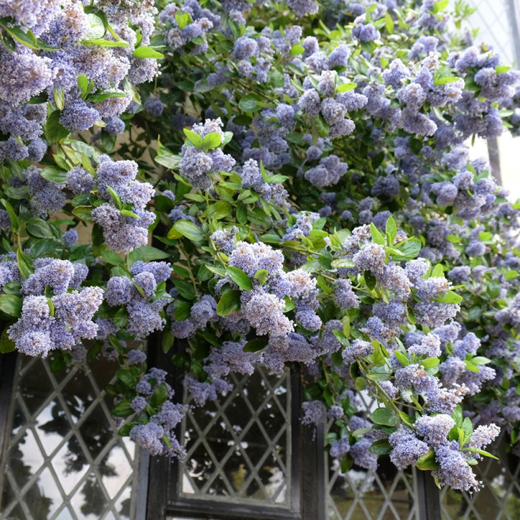Ceanothus Trewithen Blue - California Lilac