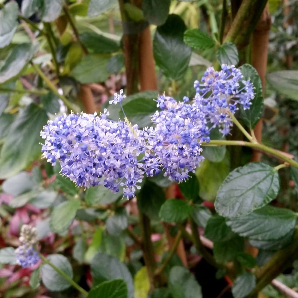Ceanothus Trewithen Blue - California Lilac