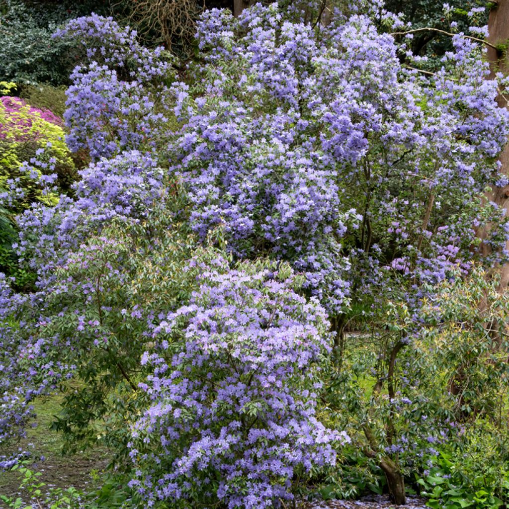 Ceanothus impressus Puget Blue