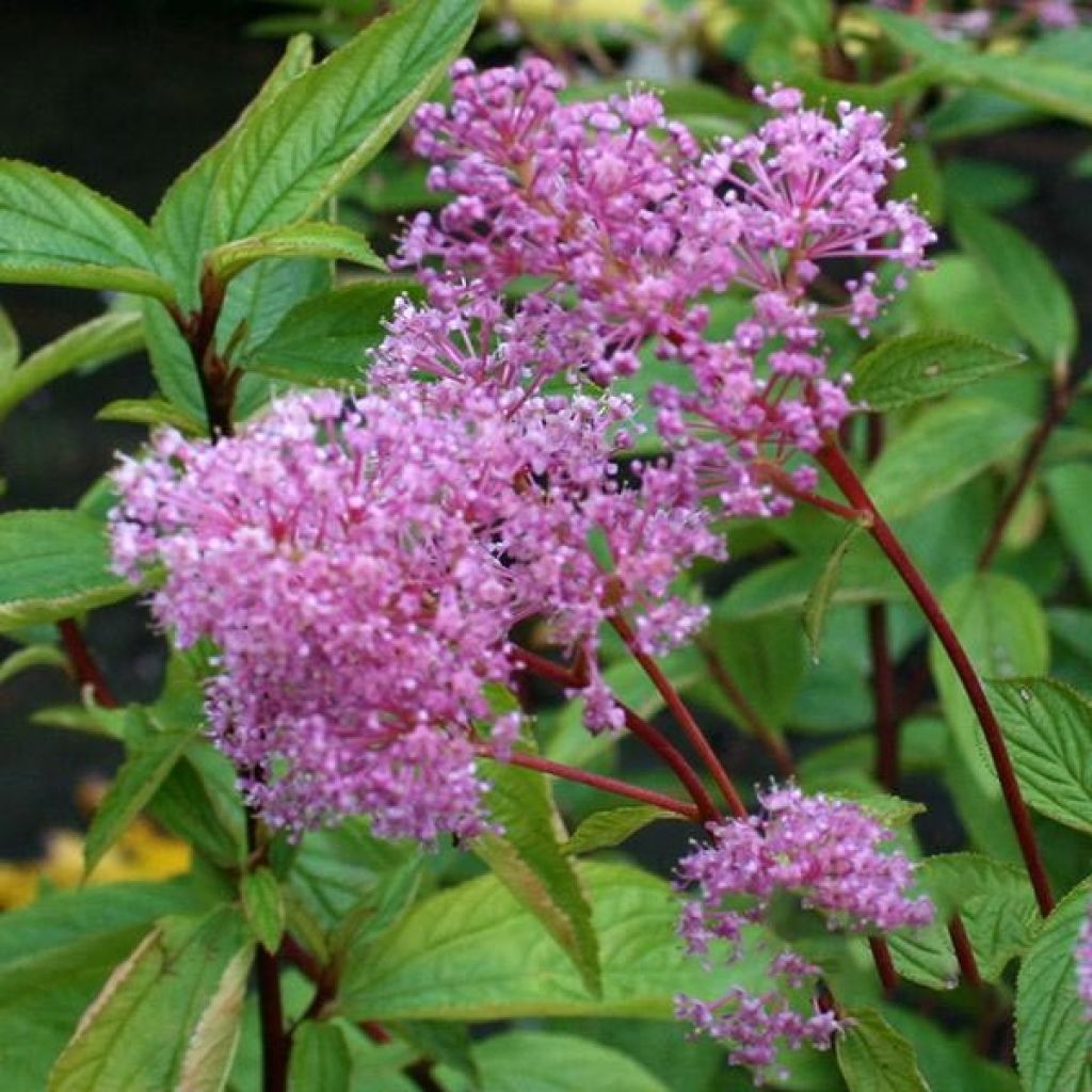 Céanothe caduc Perle Rose