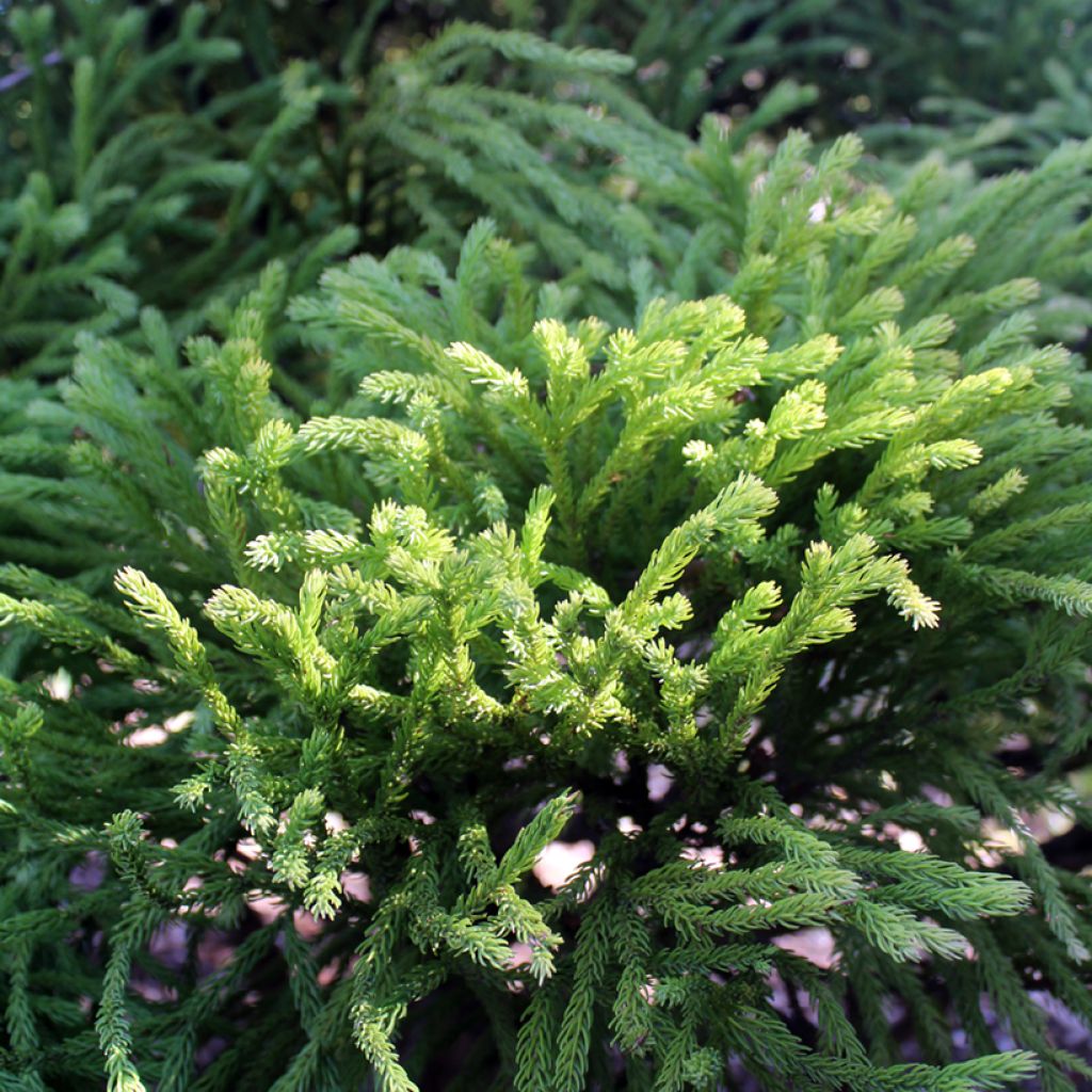 Cryptomeria japonica Globosa Nana