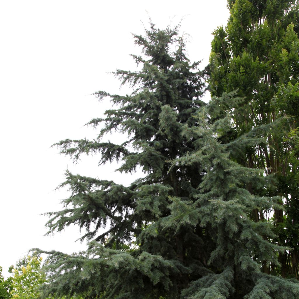 Cedrus deodara Karl Fuchs - Himalayan Cedar