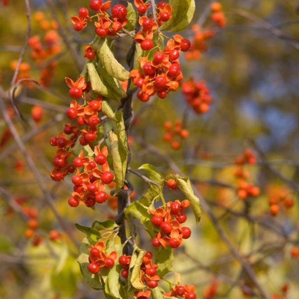 Celastrus scandens Autumn Revolution