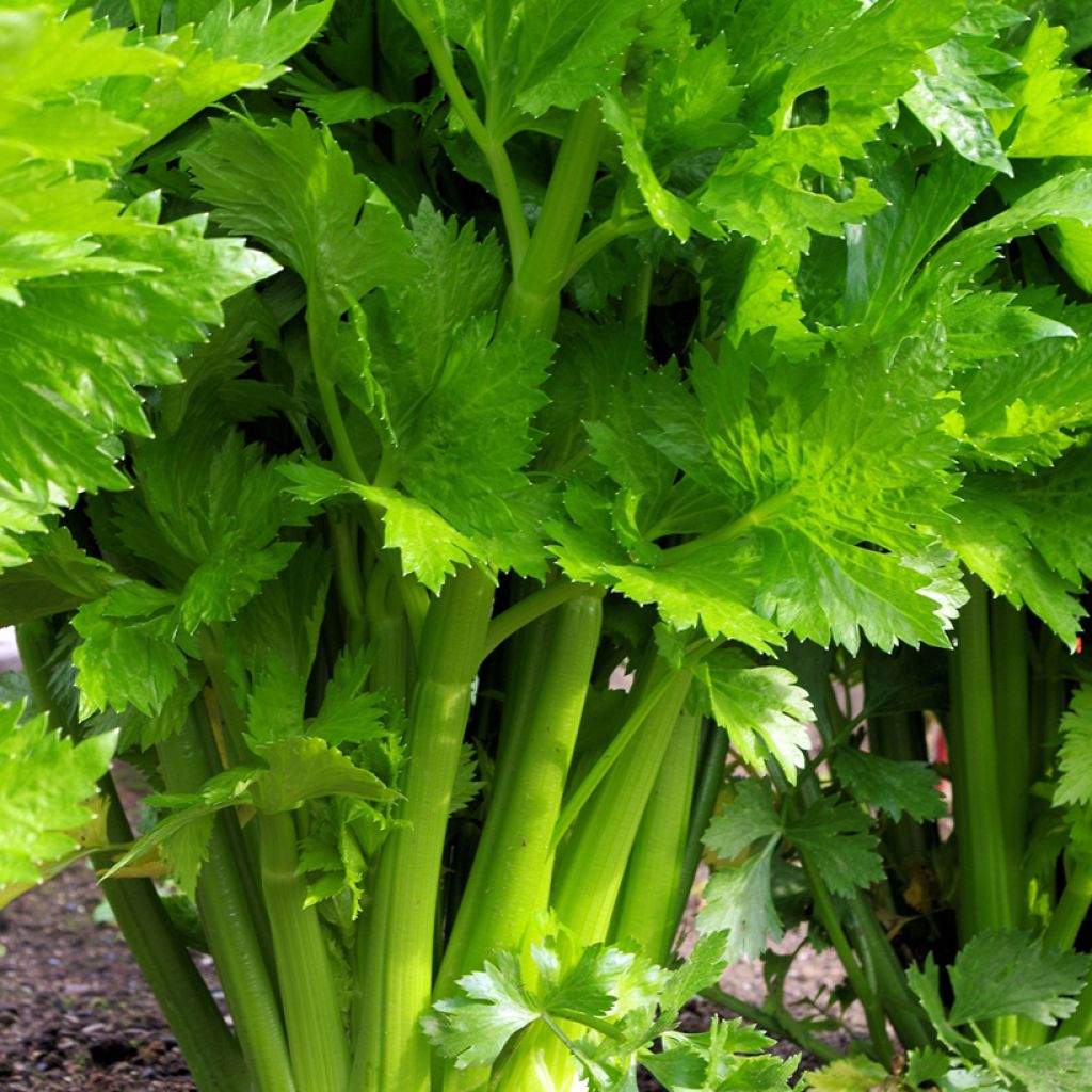 Celery Géant Doré Amélioré