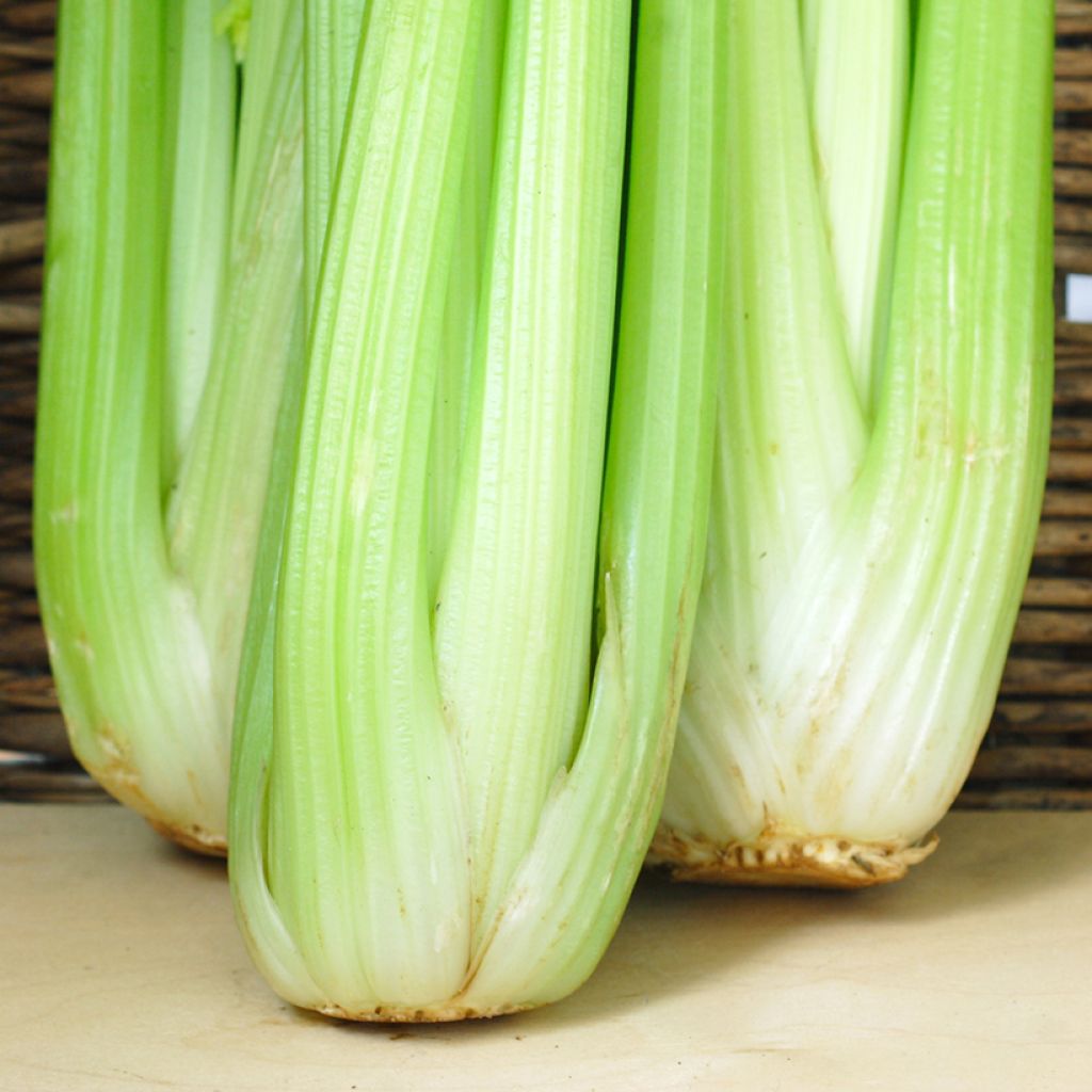 Lathom Self Blanching Celery - Apium graveolens