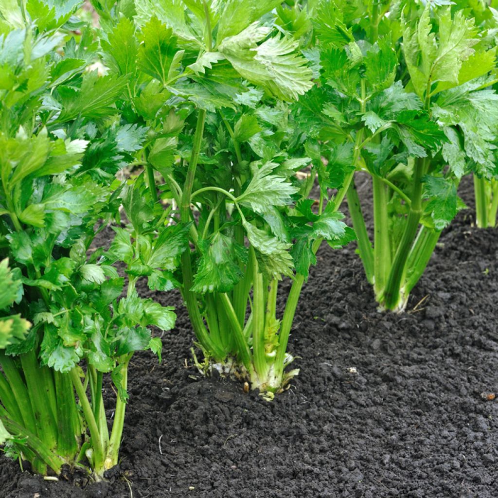 Golden White Ribs 2 Celery - Apium graveolens