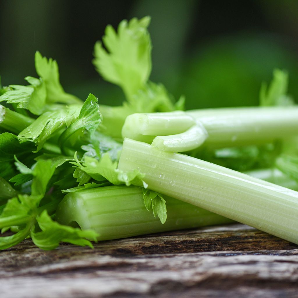 D'Elne Celery - Apium graveolens