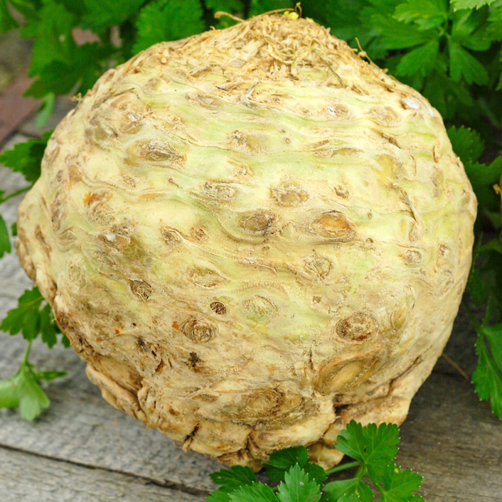 Celeriac Goliath