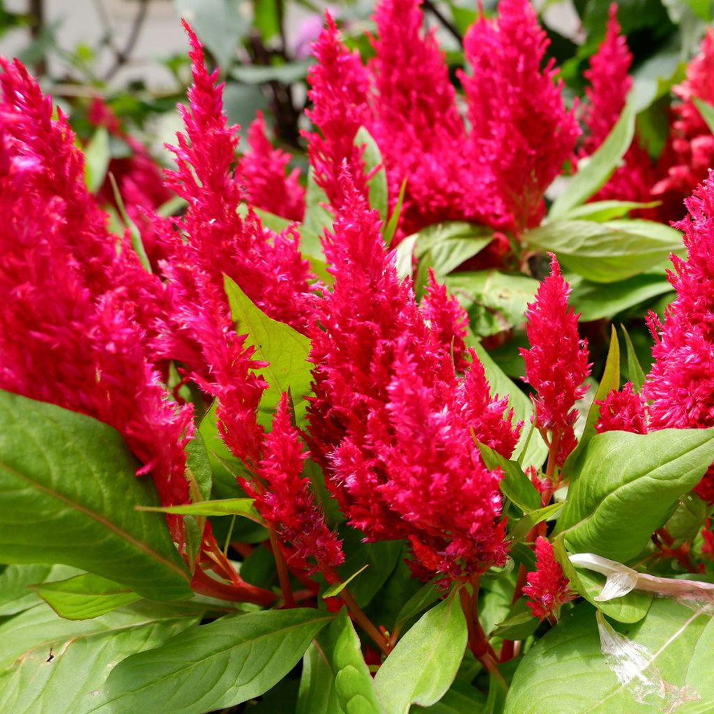 Celosie Kelos Fire Red - Silver cock's comb