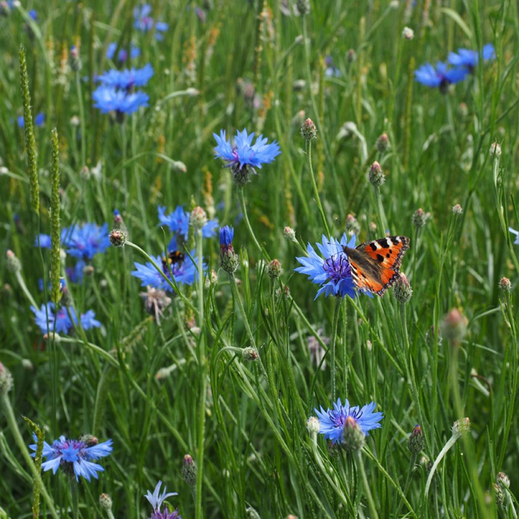 Wild Cornflower Seeds - Centaurea cyanus