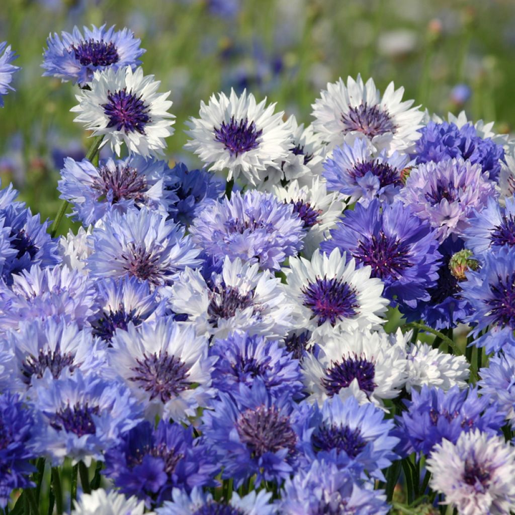 Cornflower Classic Fantastic Seeds - Centaurea cyanus