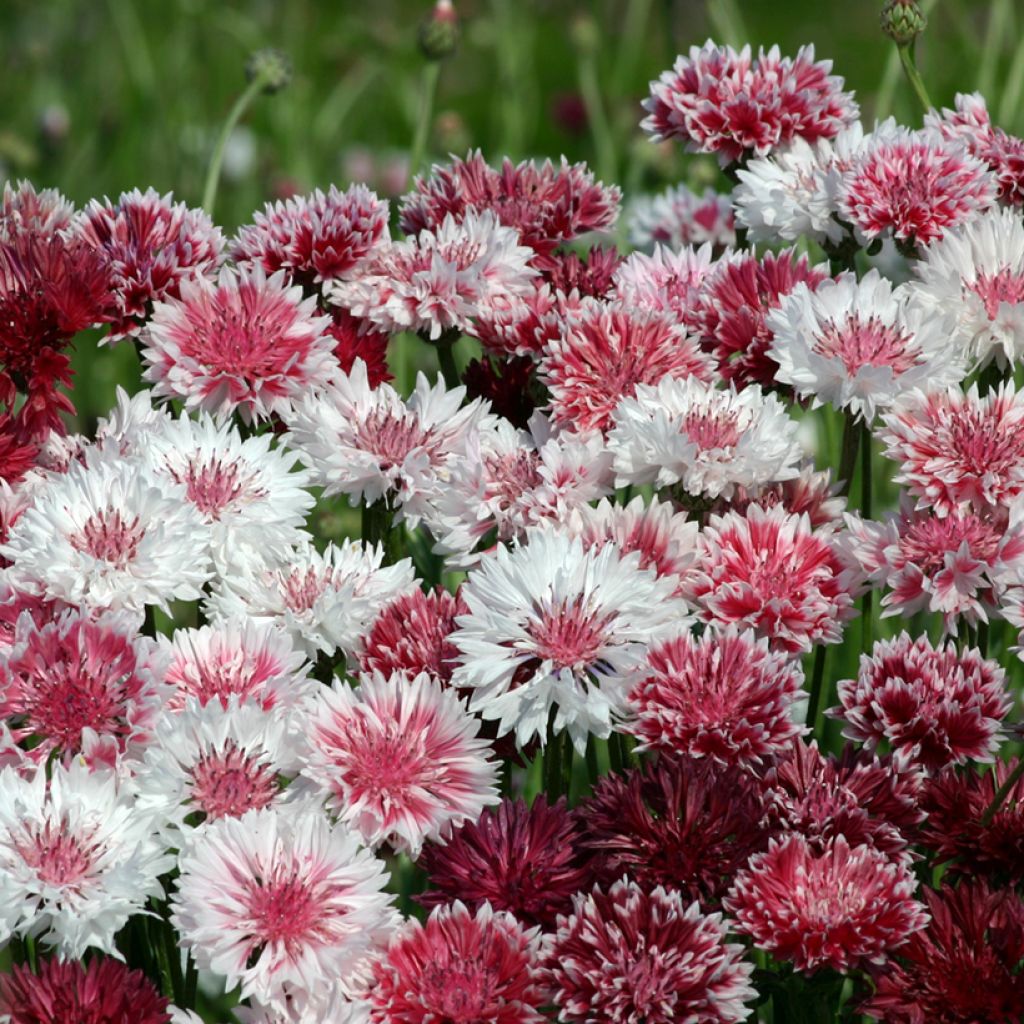 Cornflower Classic Romantic Seeds - Centaurea cyanus