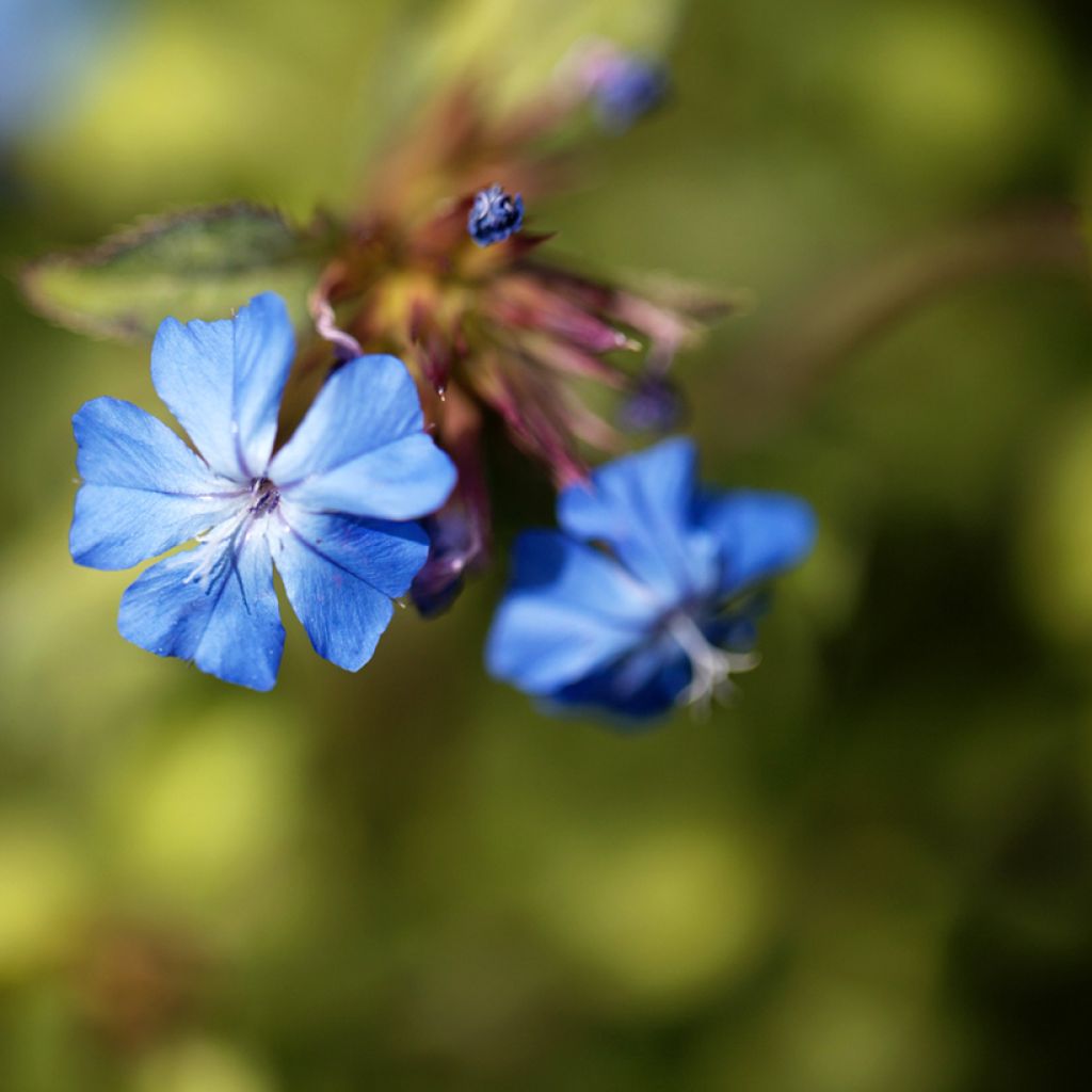 Ceratostigma griffithii