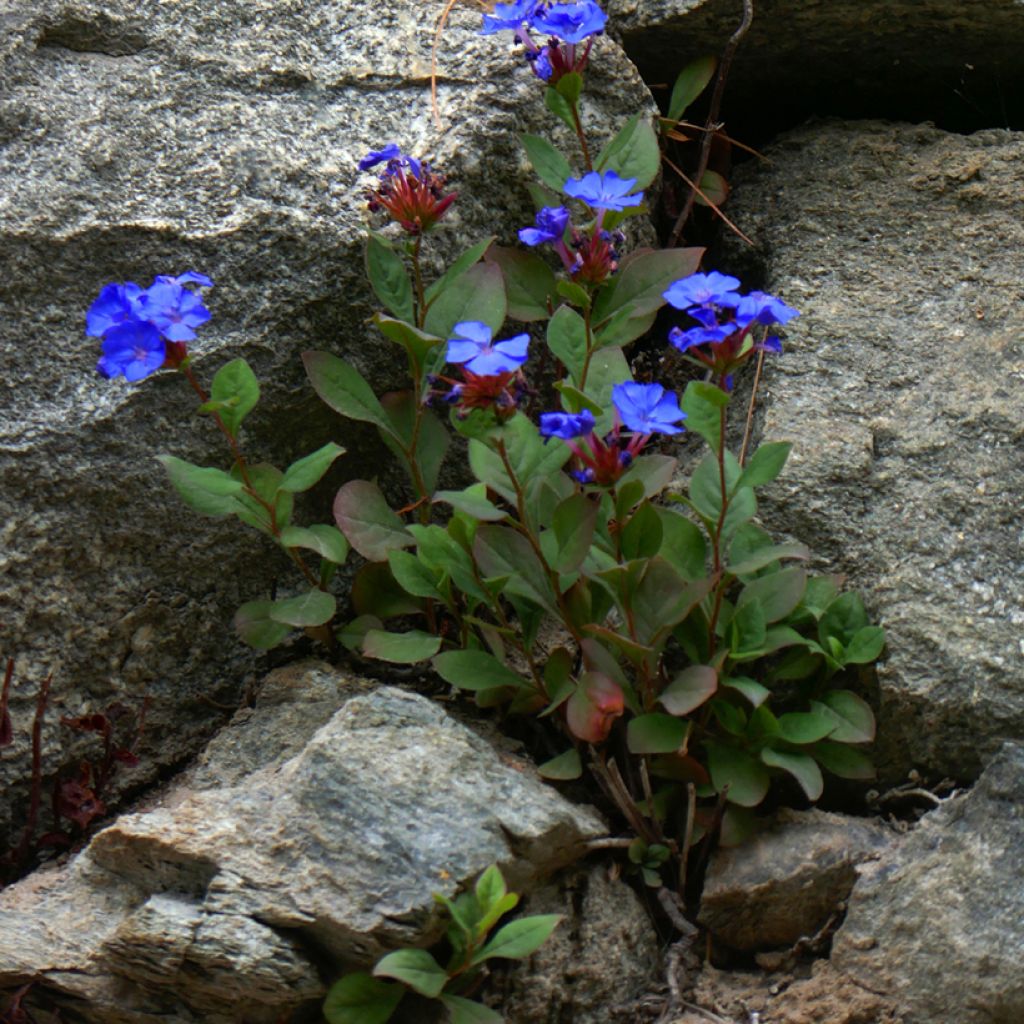 Ceratostigma plumbaginoides