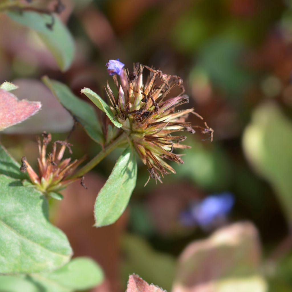 Ceratostigma plumbaginoides