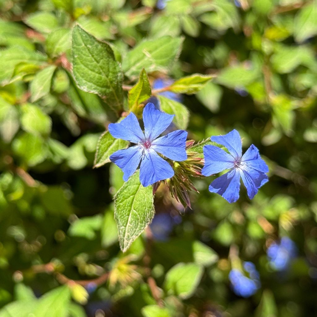 Ceratostigma plumbaginoides